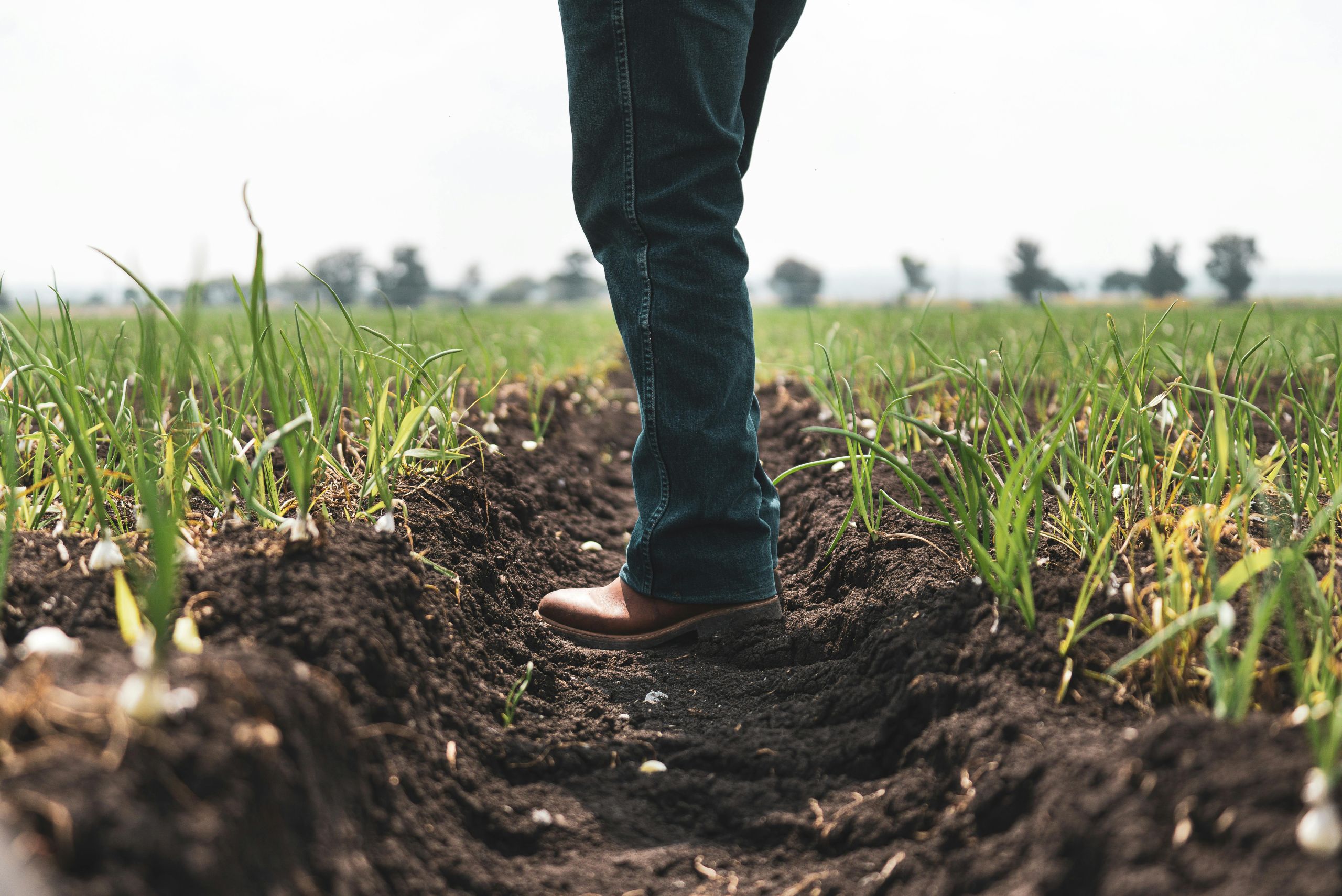 agro-pexels-cristian-rojas-10041321