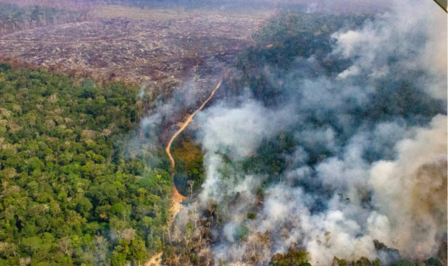 na-cop30-pesquisadores-pedem-ampliacao-da-meta-brasileira-de-desmatamento-zero-ate-2030
