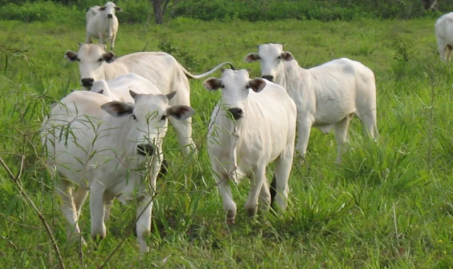 global-methane-emissions-keep-climbing-study-finds