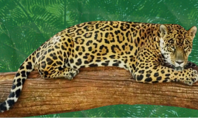 Mata Atlântica na COP30: Um alerta pelo futuro climático do Brasil