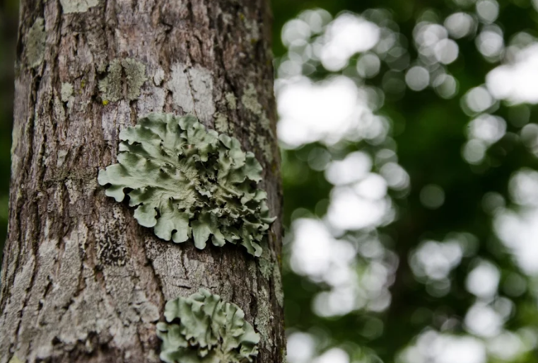 caatinga-segue-a-margem-do-financiamento-climatico