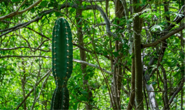 organizacoes-estao-atentas-aos-recursos-anunciados-para-o-ne