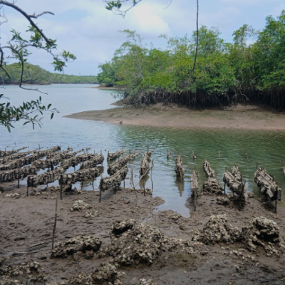 Estruturas com lâminas de garrafas PET para reproduzir ostras
