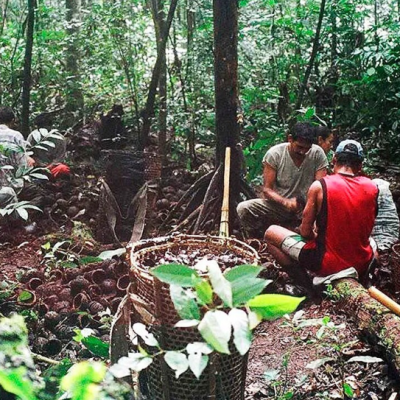 Produtores e ouriço de castanha-da-Amazônia (Reprodução-Pedro Martinelli)