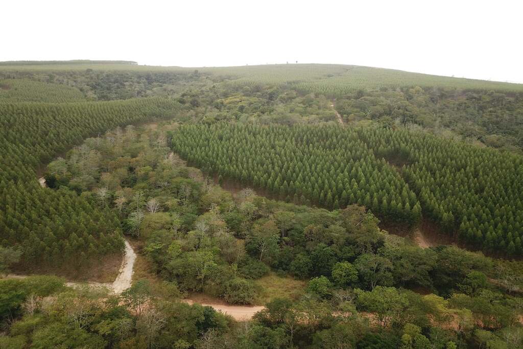 atuacao-colaborativa-e-restauracao-suzano-apresenta-resultados-na-cop30